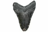 Fossil Megalodon Tooth - North Carolina #358925-1
